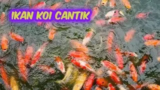 IKAN KOI HIAS di beri makan