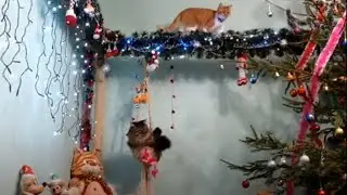 КОТИК  МАКСИК