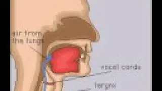 The Human Voice System