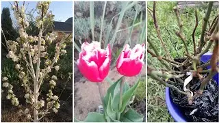 Відео з #Дачі!Огляд саду!Купила ТРОЯНДИ! Працюємо в городі! Посадили картоплю, посіяла буряк!