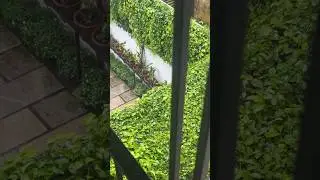 എന്റെ ceramic pot part 1 #gardening #jishnuuthaman #garden