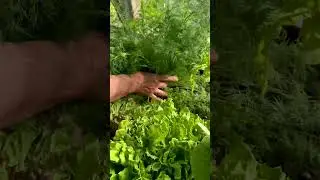Укроп, кориандр на улице и в теплице. shorts# огород  #дача #рецепт  #сад #garden
