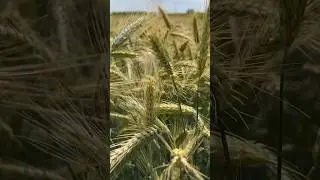 7 августа видео на канале. Ставьте колокольчик 🔔 День Брянского Поля и Лесоруб 2024
