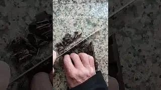 Mutlu eden sıçak çikolata shorts