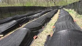 FBI are investigating my LEGAL morel mushroom farm because of Youtube, be aware!