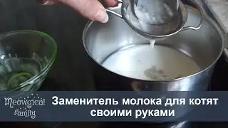 🍼 Заменитель кошачьего молока своими руками