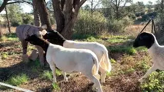 This is What Beginning Shepherding in AZ Looks Like