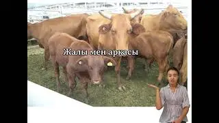 Ірі қара малдың сыртқы пішіні