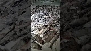 Камчатка