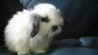 Wally, the Adventure Bunny