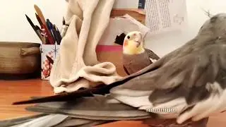 birdie sings a tune