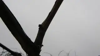 Обрезка виноградного куста,кордон.