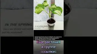 22.07.24 #Растения почтой🌿Липецк🌿Эпипремнумы🌸Рафидофоры🌿🌸Филодендроны🌿Сингониум🌿Аглаонемы🌸 #цветы