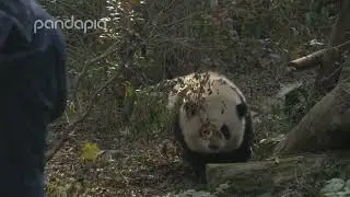 He Hua getting ready to her daily snackies