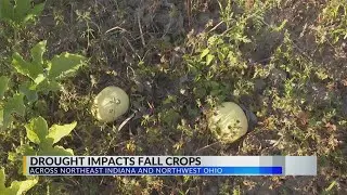 The agricultural impact of our late summer drought
