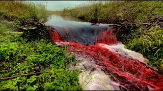 2 METERS OF HEIGHT MONSTER BEAVER DAM!