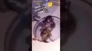 Обезьянка купается