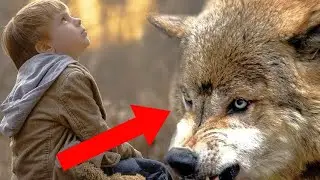 The boy freed the wolves from the cage.  What the wolves did shocked everyone.