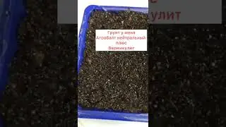 Сею Эустому!