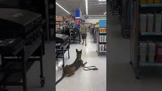 Ashley heeling in a store #k9protection #dogtraining #workingk9