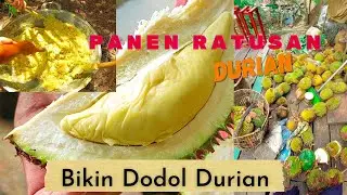 PANEN DURIAN DAN BIKIN DODOL DURIAN KHAS KALIMANTAN