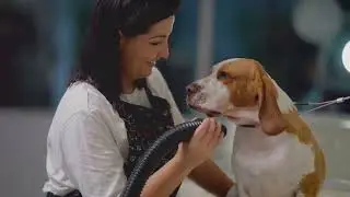 The Rise of Doggy Daycare: Meeting the Growing Demand for Canine Care