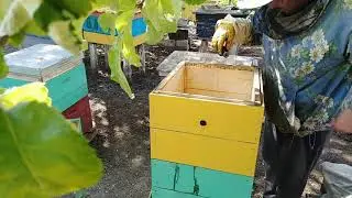 Худший 2020 год в пчеловодстве  Пасека