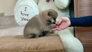 Маленькое солнышко.