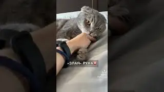 ОПАСНО для КОТЯТ
