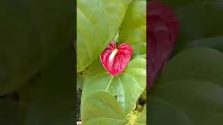 #anthurium #shorts #nature #beautiful #flowers
