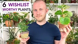 6 Wishlist Worthy Houseplants