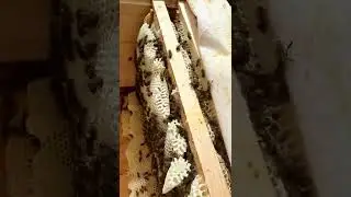 Пасека Кузьмича, Алтай. Во время не расширили отводок. 