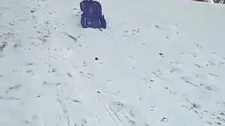 Doggo pup sledding "much woof"