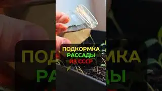 Лучшая подкормка рассады: удобрение из СССР 
