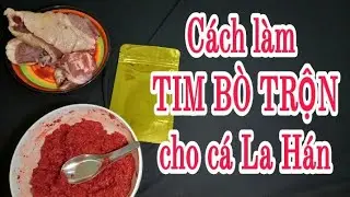 [CÁ LA HÁN] Cách làm tim bò trộn cho cá la hán.