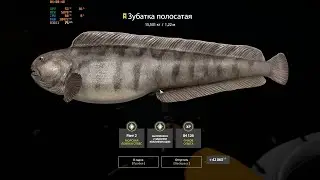RF4. Норвежское море. Зубатка полосатая