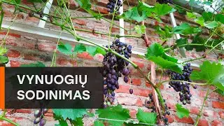Vynuogių sodinimas