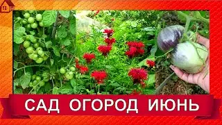 Прогулка по саду 20 июня 2023. Что в огороде?