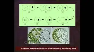 Plant Tissue Culture - XII (Protoplast Culture -II)