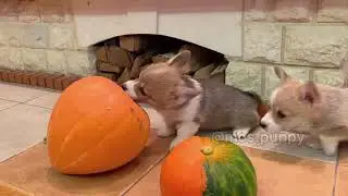 Малышики корги и тыква