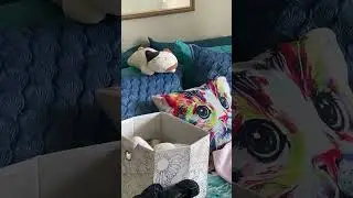 Sunshine the cat is having a hard time getting comfy!  #cat #shorts