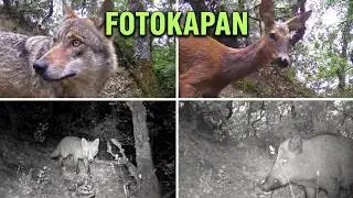 Fotokapan çalışmalarımızdan kısa kesitler HAZİRAN 2021