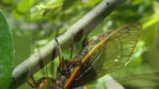 Female cicada laying eggs (oviposition)