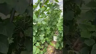 Что бы огурцы не крючковались ! Теплица