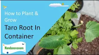 How to Plant and Grow Taro root || చామ దుంపలు || చామ గడ్డలు from containers in your Garden 🏡