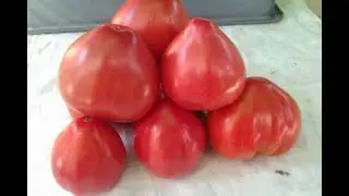 ТОМАТЫ ДЛЯ ОТКРЫТОГО ГРУНТА! ТОМАТЫ УРОЖАЙНЫЕ, НЕПАСЫНКУЮЩИЕСЯ!  Эти Томаты дают урожай  без хлопот!
