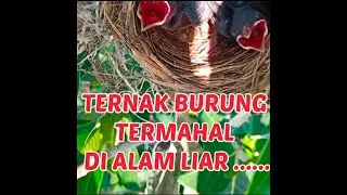 TERNAK BURUNG DI ALAM LIAR