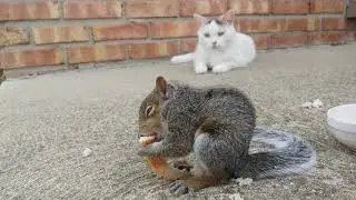Squirrel and Cat