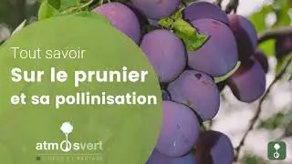 Tout savoir sur le prunier et sa pollinisation