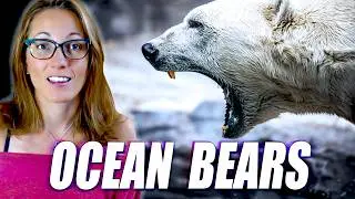 Polar Bears! Everything We Know and Some Things We Don't